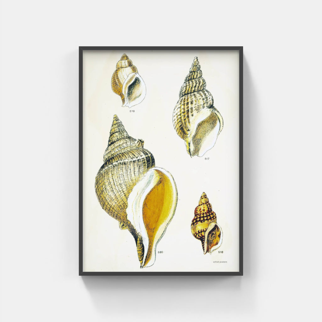 Vintage Sea Shells poster