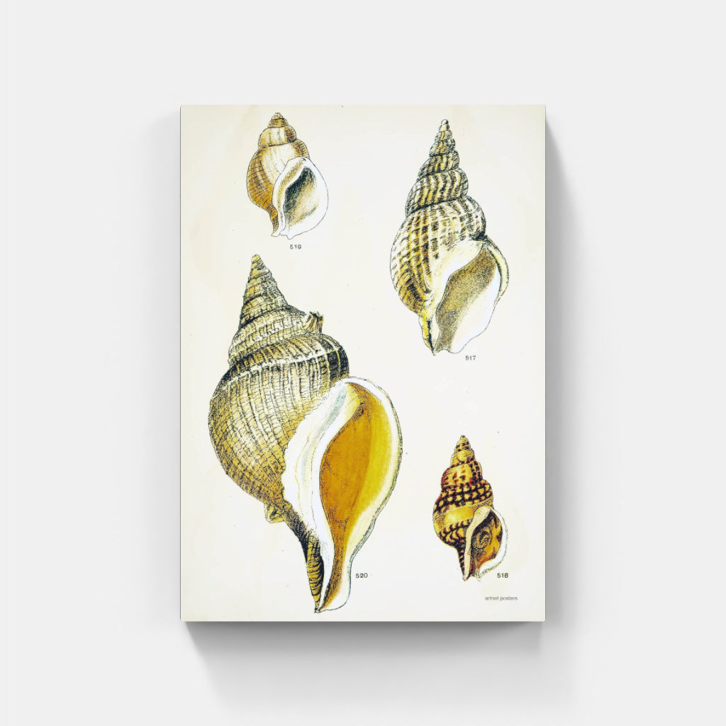 Vintage Sea Shells poster