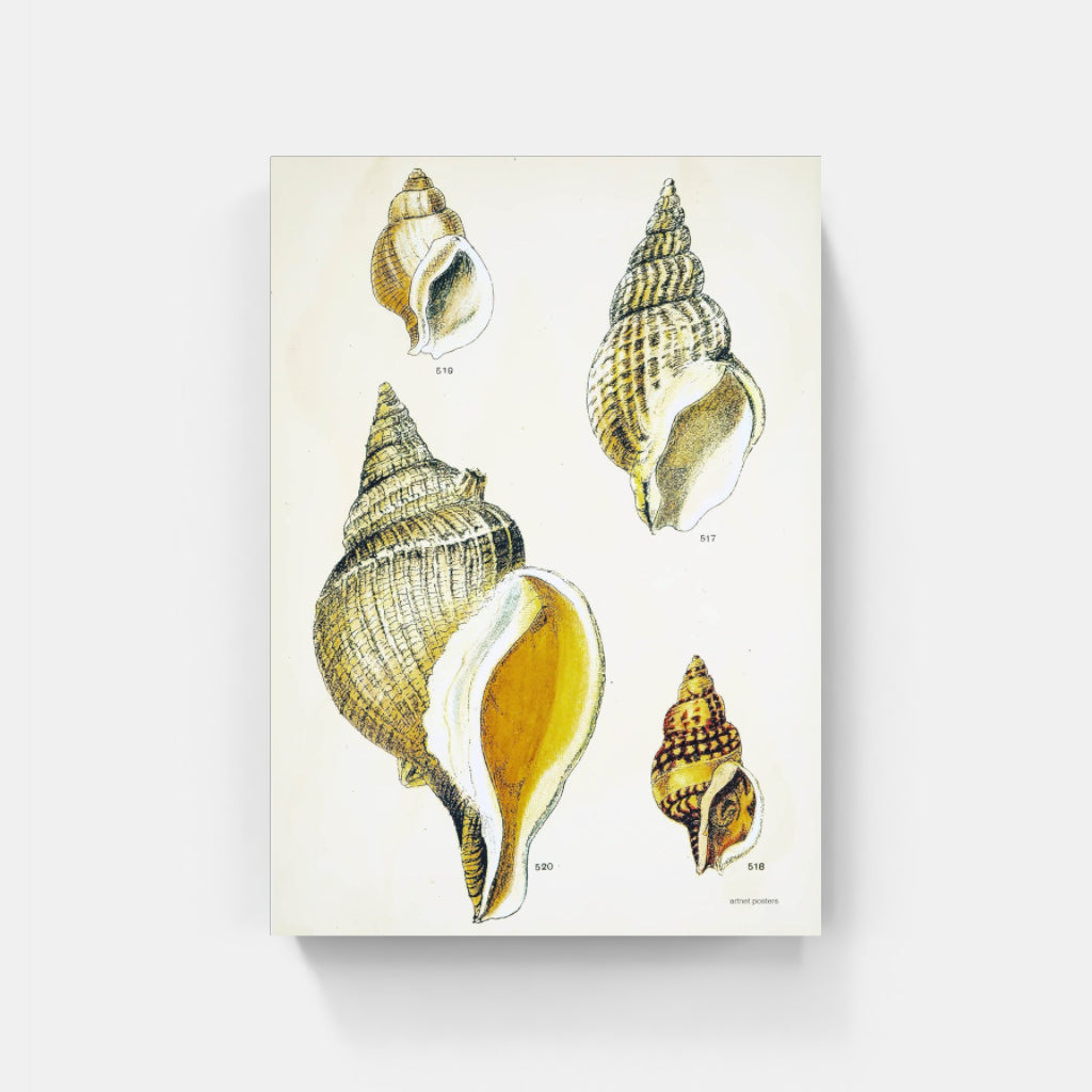 Vintage Sea Shells poster