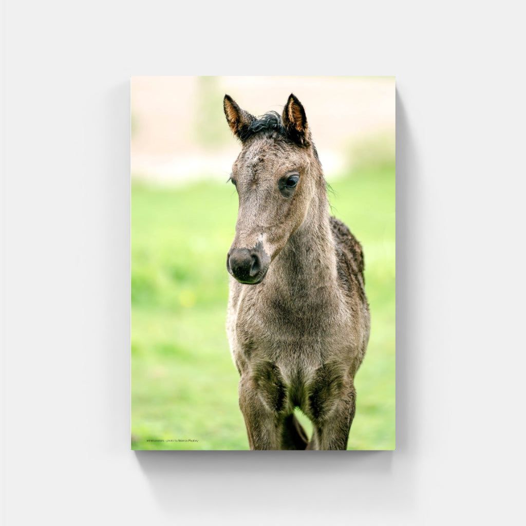 Foal poster