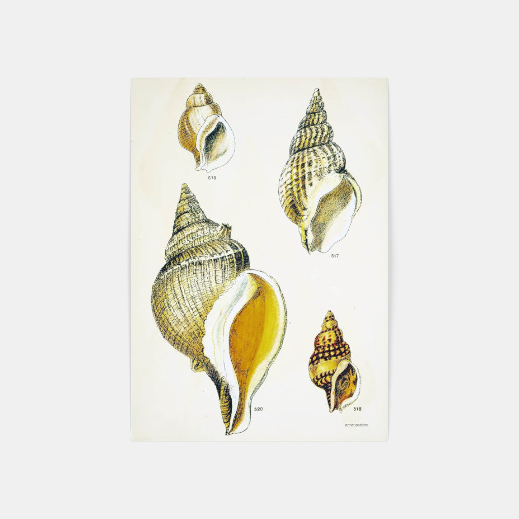 Vintage Sea Shells poster