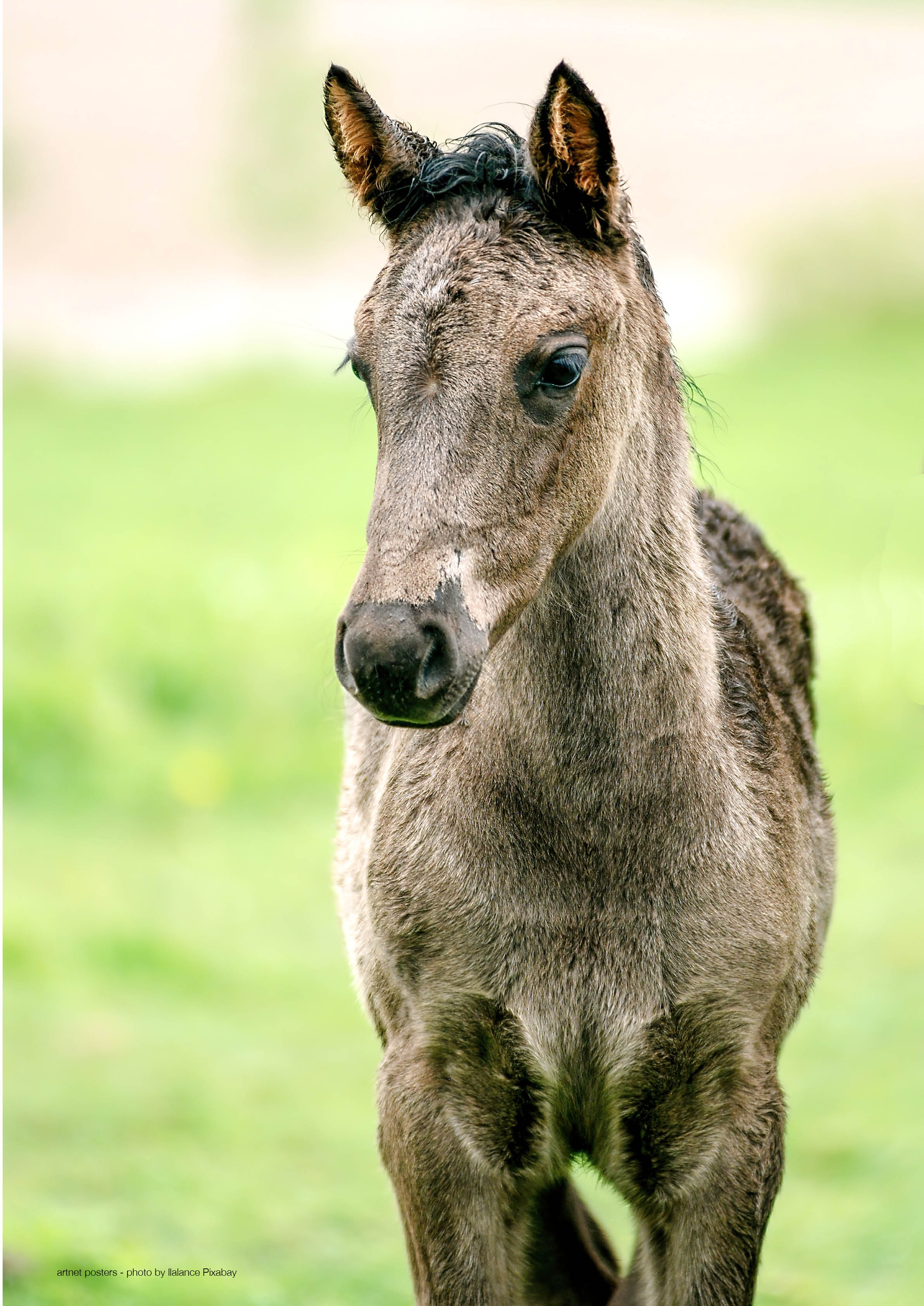 Foal poster