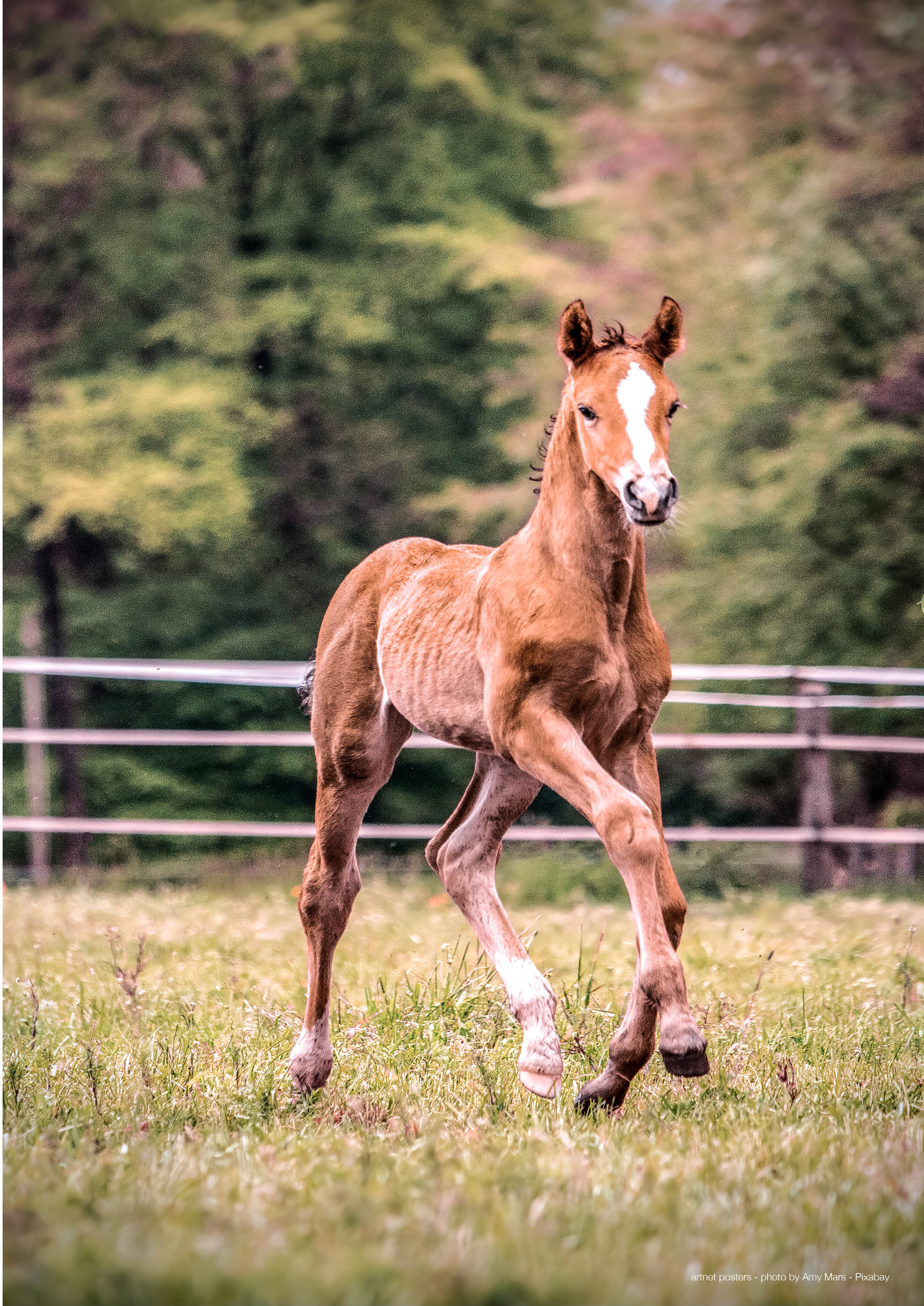 Foal poster