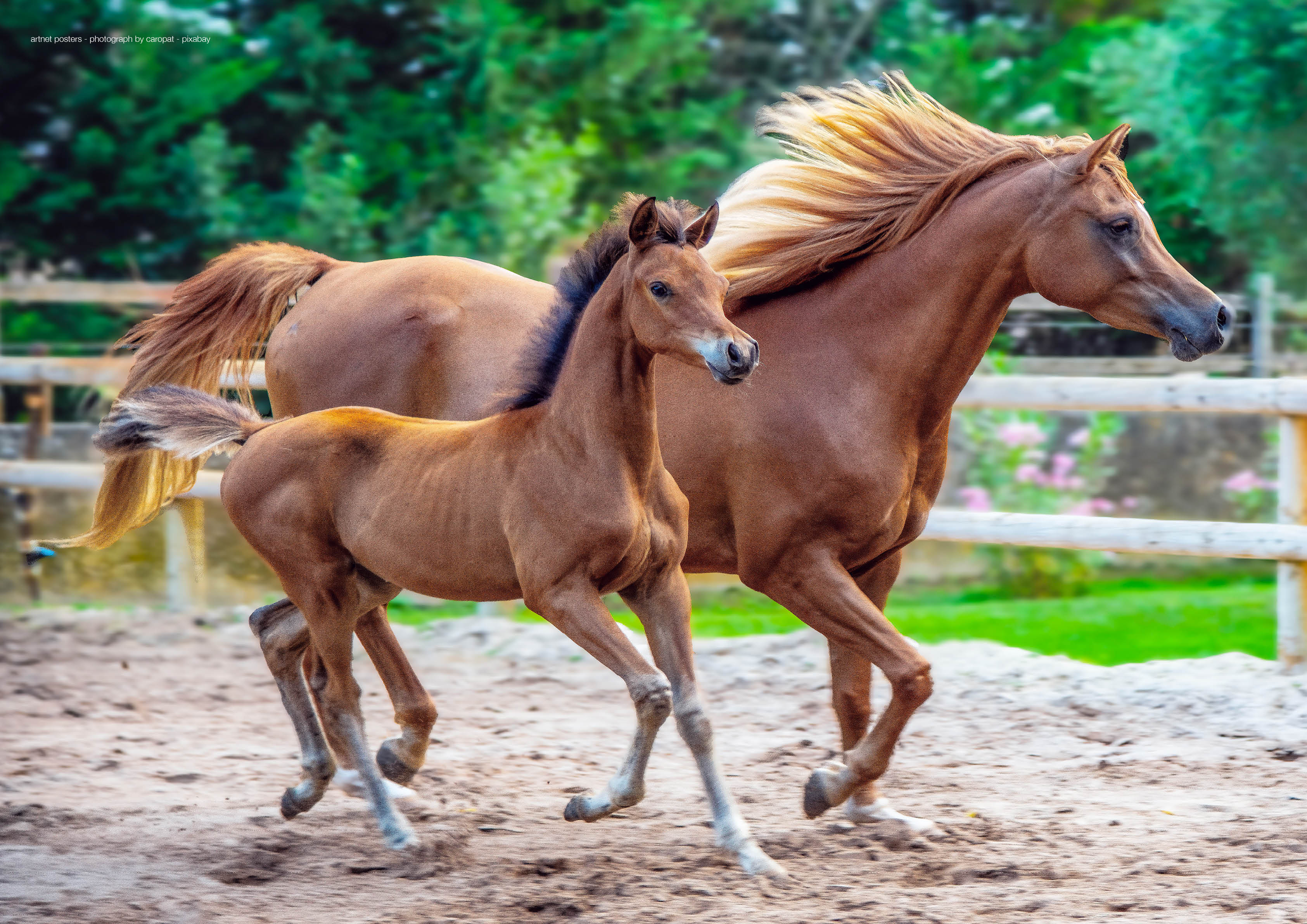 Mother and Foal poster