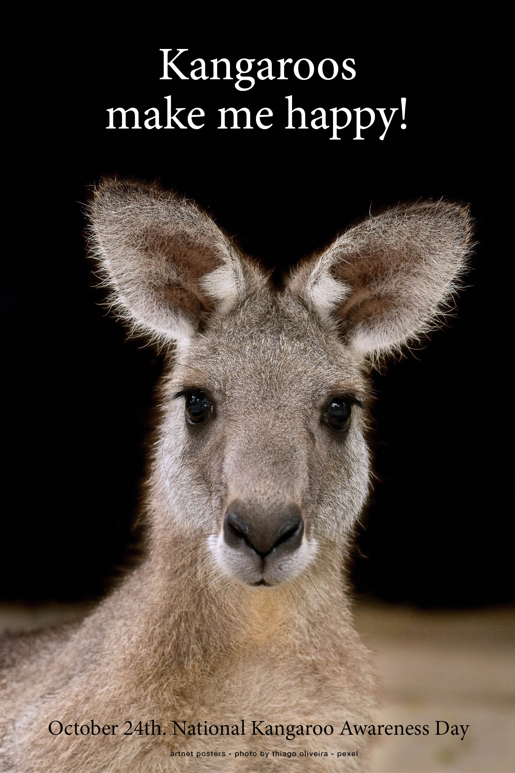 Kangaroos Make me Happy poster