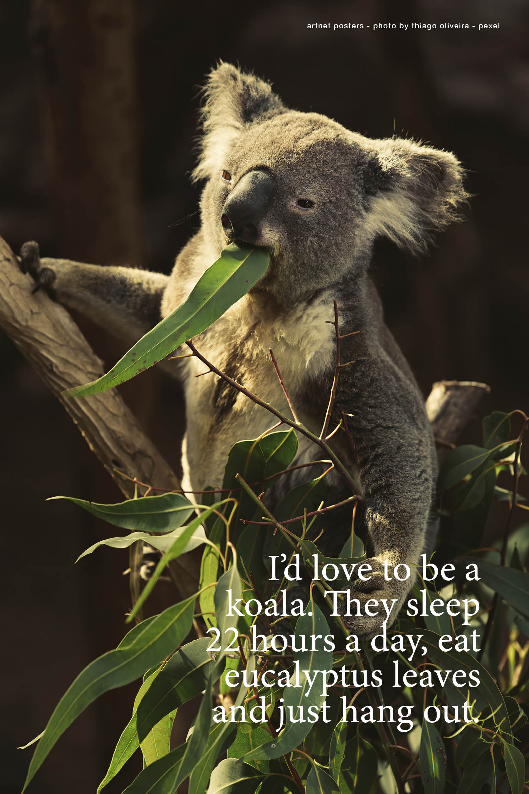 Koala poster