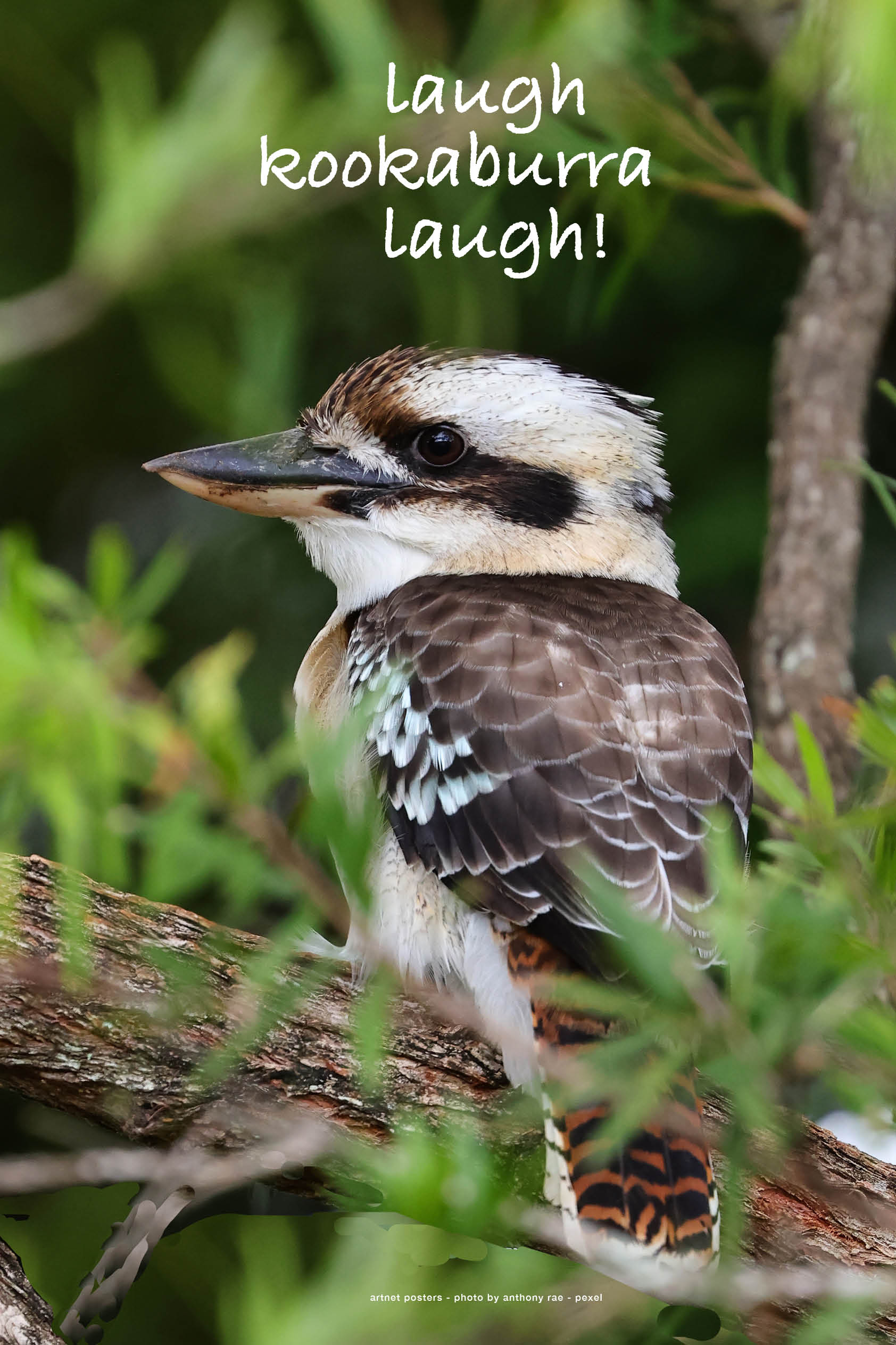 Laugh Kookaburra Laugh poster