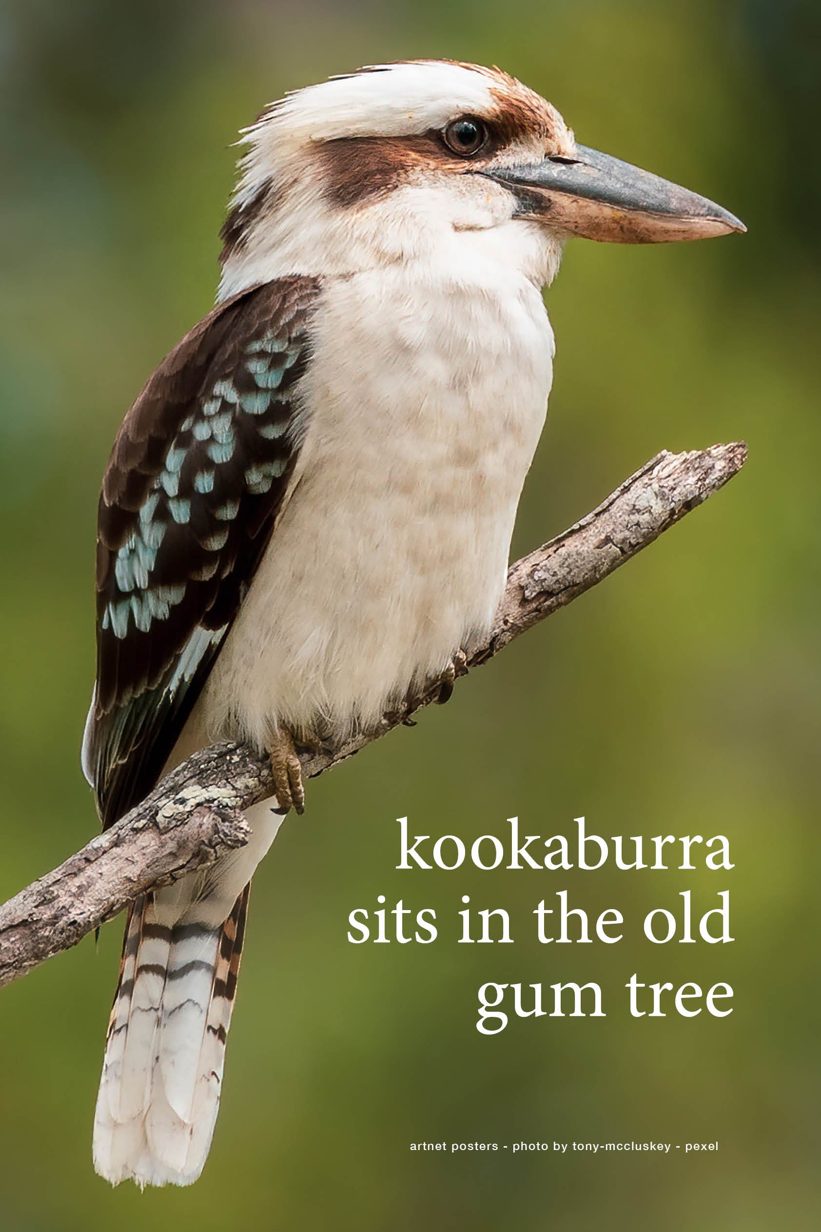 Kookaburra sits in the Old Gum Tree poster