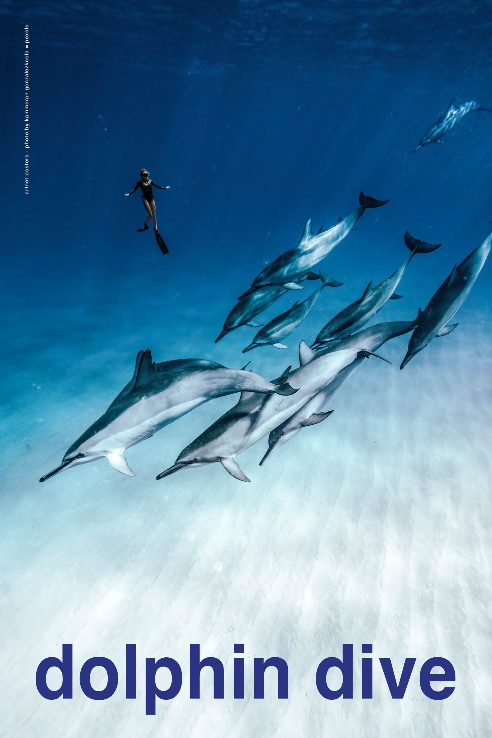 Scuba - Dolphin Dive poster