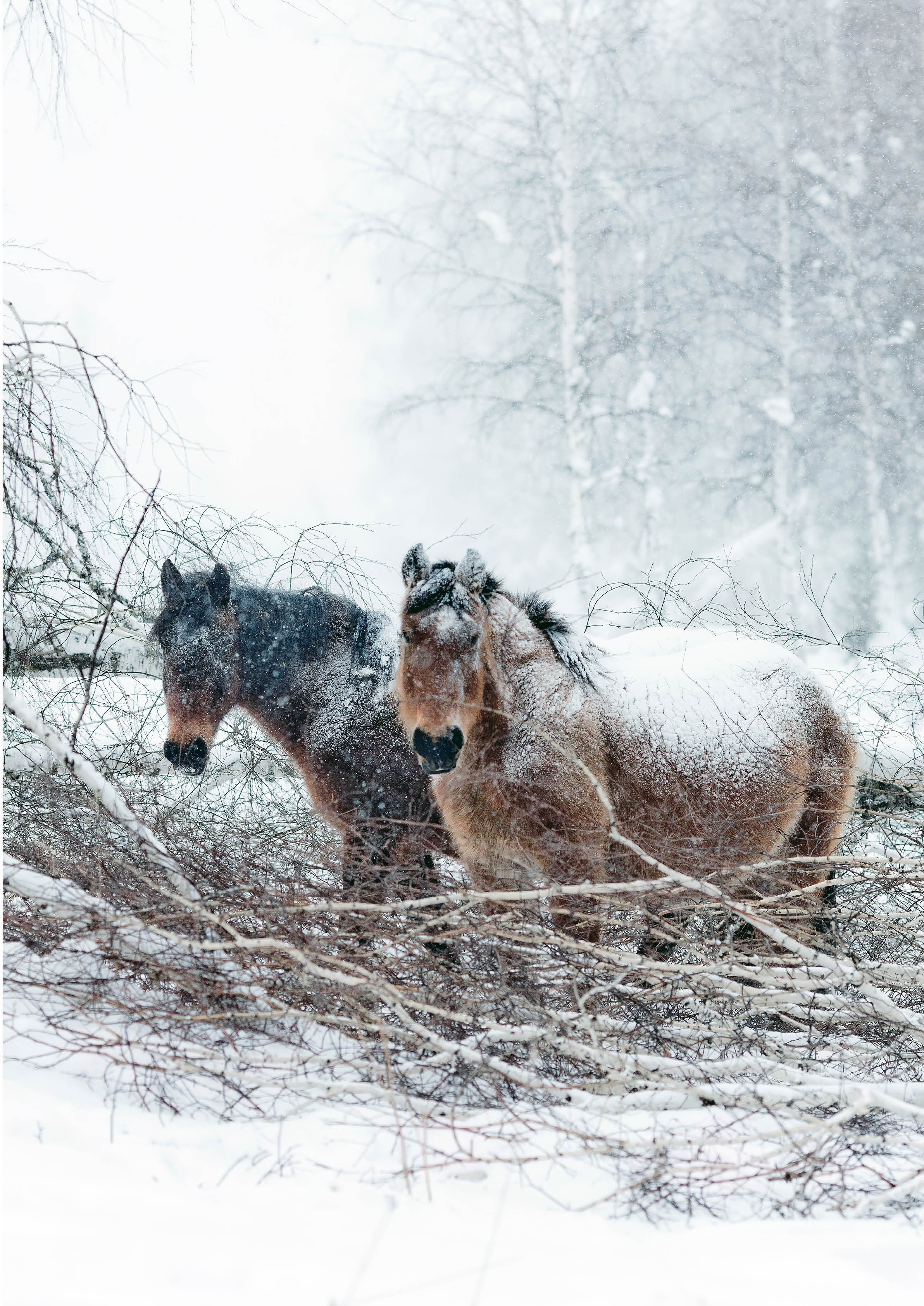 Snow Horses poster