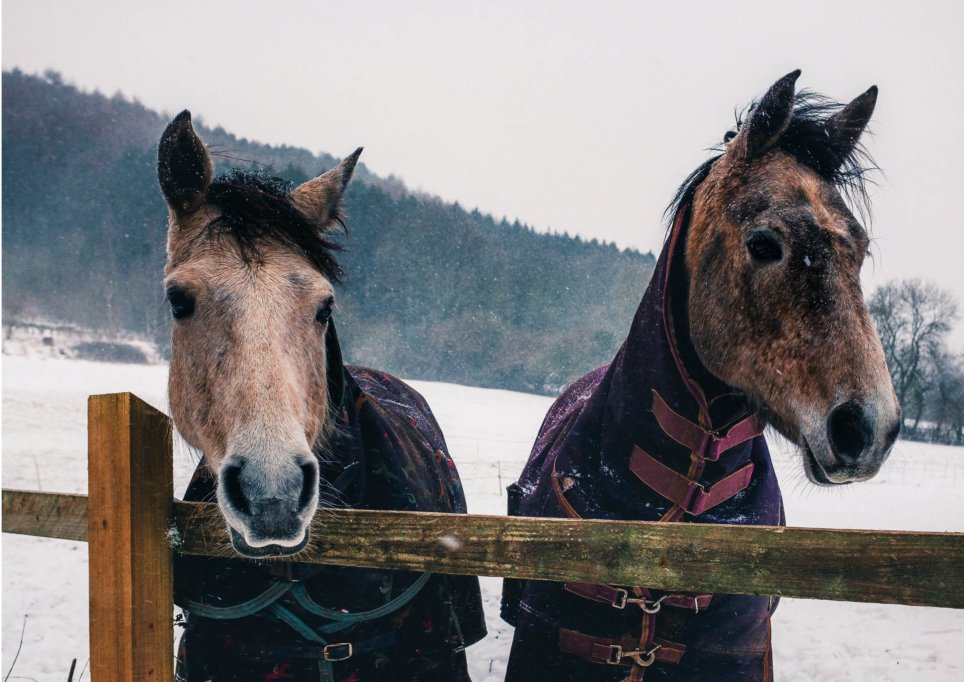 Snow Horses poster