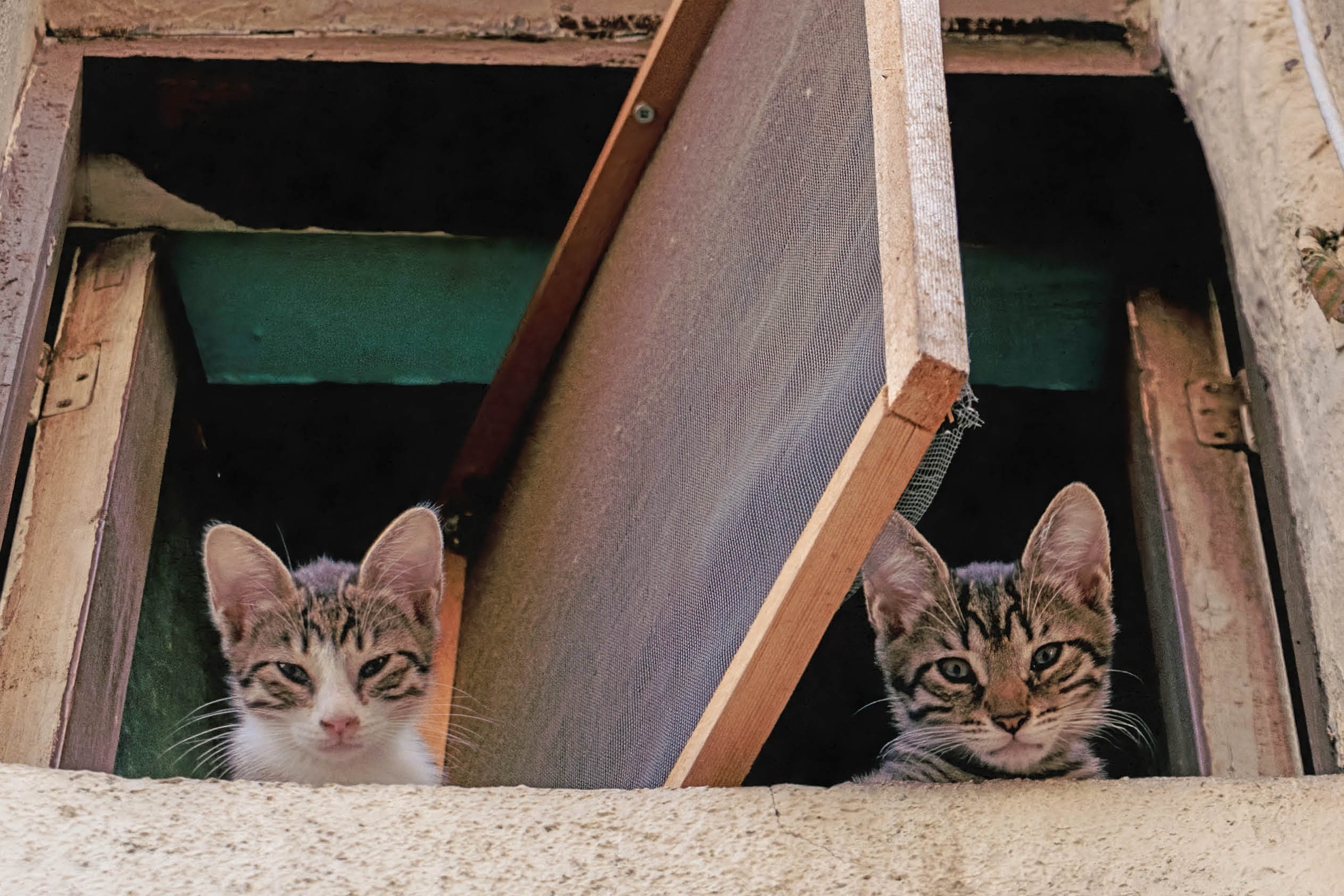 Kittens in a Window poster