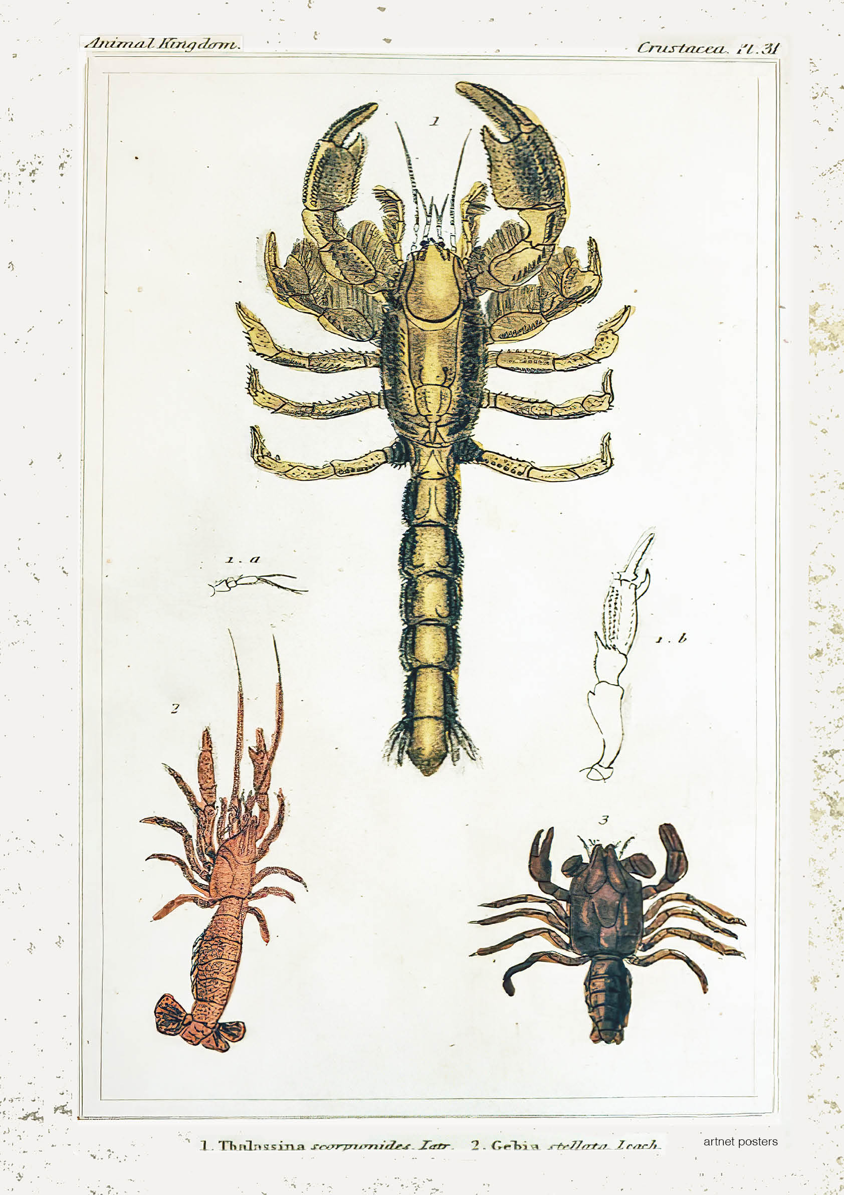 Vintage Crustaceans retro poster