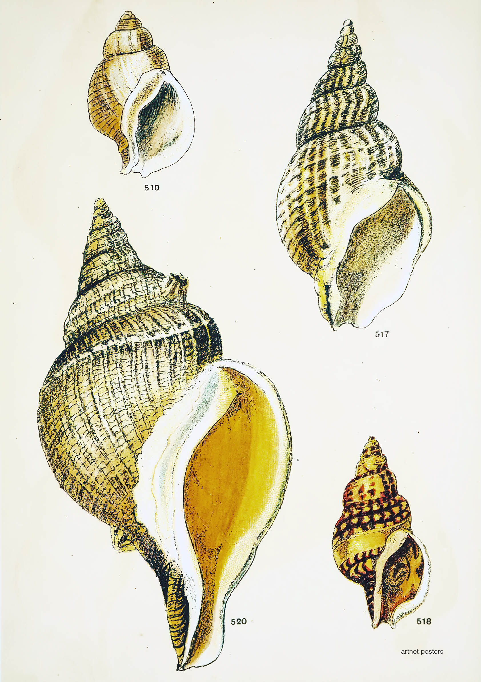 Vintage Sea Shells - Artnet Posters